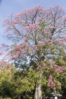 Ceiba seciosa - the Silk Floss Tree.  It has several local common names, such as palo borracho or Ã¡rbol del puente, samu'Å© or paineira. Estrela district, Lisbon, Portugal, September. Estrela district, Lisbon, Portugal, September. 