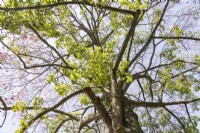 Ceiba seciosa - the Silk Floss Tree.  It has several local common names, such as palo borracho or Ã¡rbol del puente, samu'Å© or paineira. Estrela district, Lisbon, Portugal, September. 