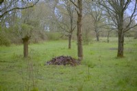 Management of a reserve for wildlife - Butterfly Conservation - Trees ringbarked to reduce population and provide standing dead timber and piles of dead timber - Alners Gorse, Dorset, UK