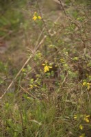 Genista anglica - Petty Whin or Needle Furze growing wild at Alners Gorse, Dorset, UK 