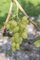 Vitis vinifera - 'Damenfinger' - grapevine