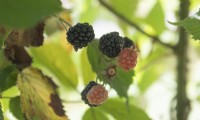 Rubus 'Kittatinny' blackberry