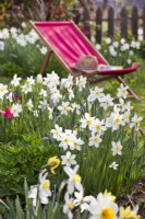 Daffodils and deck chair in background.