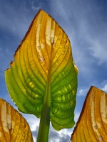 'Empress Wu' hosta leaves changing colour early October