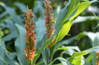 Hedychium densiflorum -  'Assam Orange' - Ginger Lily