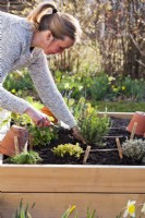 Woman planting rosemary in raised bed.