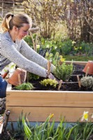 Woman planting rosemary in raised bed.