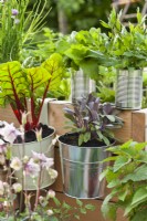 Herbs and vegetables growing in hanging pots and tin cans - swiss chard, purple sage and lovage.