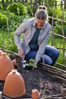 Woman planting out pumpkin in raised bed.