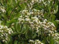 Heptacodium jasminoides in flower September