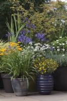 A collection of pots with Sanvitalia 'Cuzco Compact', Coreopsis grandiflora 'Sunray, Agapanthus 'Northern Star' and Rhodanthemum 'Casablanca' - Cheshire - July