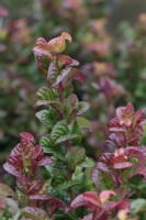 Leucothoe 'Curly Red'