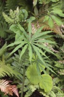 Arisaema consanguineum leaves amongst ferns - July