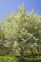 Crataegus pedicellata  - Hawthorn tree with white blossoms - May