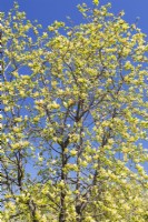 Magnolia 'Golden Endeavor' tree with yellow blossoms - May