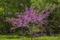 Cercis canadensis - Eastern Redbud tree with pink blossoms in spring, Montreal Botanical Garden, Quebec, Canada