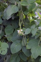 Phaseolus coccineus 'White Lady' Runner Bean