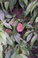 Prunus persica 'Rochester' ripe peaches