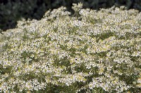 Doellingeria umbellata - flat-topped white aster