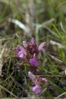 Pedicularis sylvatica - Lousewort growing on acid peat moorland SW England