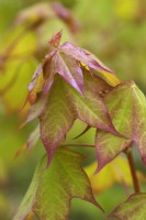 Acer cappadocicum 'Aureum' new foliage