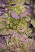 Lactuca sativa - Lettuce 'Merveille des Quatre Saisons' syn 'Merveille de Quatre Saisons' syn. 'Marvel of Four Seasons'