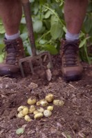 Gardener lifting first early new potatoes in mid May - Solanum tuberosum 'Duke of York'