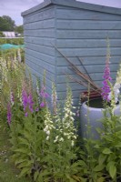 The allotment shed with Foxgloves - Digitalis purpurea