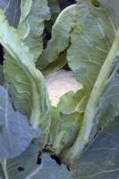 Brassica oleracea 'Boris' cauliflower sown late October and harvested early June
