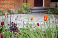 Colourful spring border in small suburban front garden, featuring Tulipa 'Ballerina'