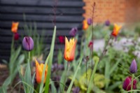 Tulipa 'Ballerina' in colourful spring border