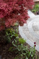 Front garden with circular path beneath Acer palmatum
