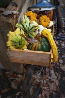 Gourds in assorted shapes and sizes overflow from a wooden bicycle pannier, with fallen leaves around.