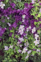 Clematis 'Polish Spirit' with Clematis 'Blue Angel' planting combination