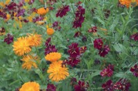 Colourful red and yellow annuals - Coreopsis - Tickseed and Calendula - Pot Marigold