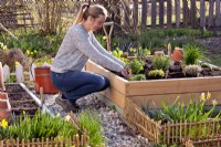 Woman planting herbs in raised bed.