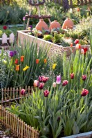 Beds with tulips in vegetable garden.