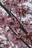 Prunus sargentii 'Rancho' - spring cherry blossom