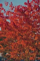 Autumn colour - Prunus sargentii 'Rancho'