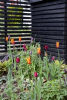 Colourful Tulips in suburban front garden with black painted slatted fence in background. 