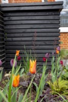 Colourful Tulips in suburban front garden with black painted bin store in background. Tulips include Tulipa 'Ballerina'