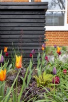 Colourful Tulips in suburban front garden with black painted bin store in background. Tulips include Tulipa 'Ballerina'