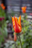 Close up view of Tulipa 'Ballerina'