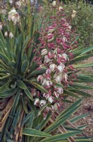 Yucca gloriosa 'Variegata' - Variegated Spanish Dagger