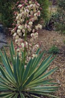 Yucca gloriosa 'Variegata' - Variegated Spanish Dagger