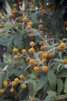 Buddleja globosa - insect friendly shrub