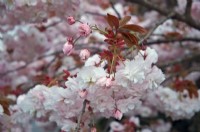 Prunus 'Shirofugen' Cherry blossom in spring