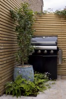 Camellia 'Spring Festival' in ceramic container in contemporary garden patio area with barbecue