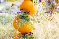 Thyme and Violas in Pumpkin plant tower