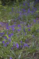 Bluebells - Hyacinthoides non-scripta can exploit the light levels in early spring before the emerging bracken - Pteridium aquilinum shades them completely